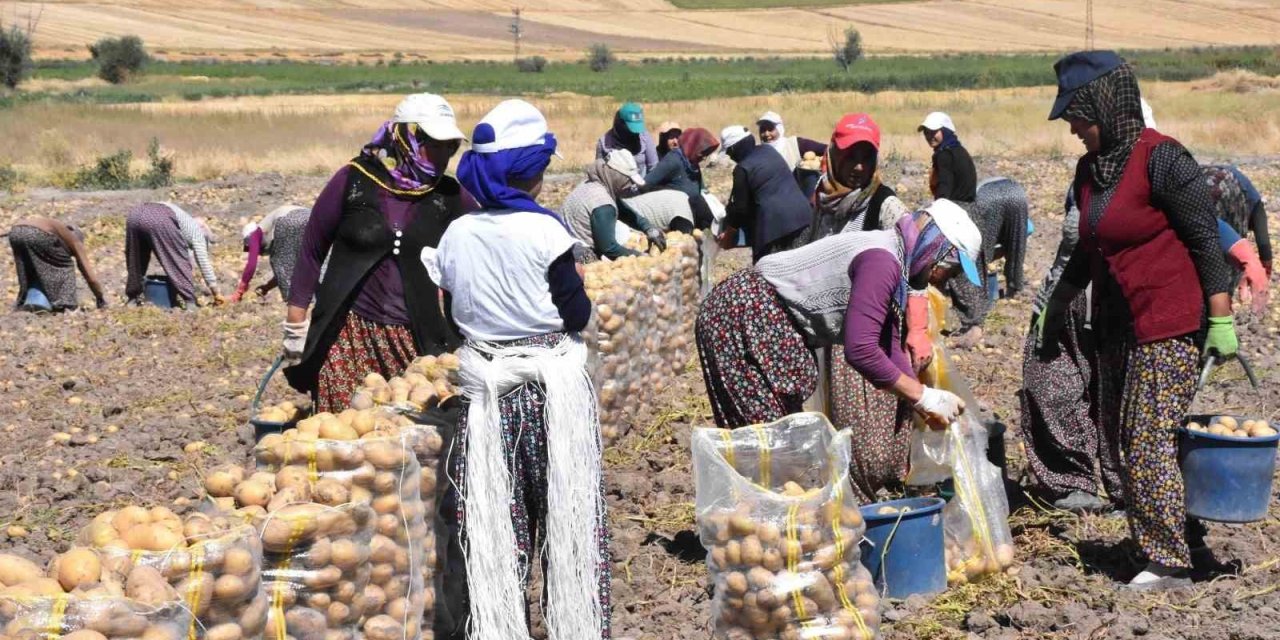 Summer potato harvest begins in Sandıklı with output reaching markets across Turkey