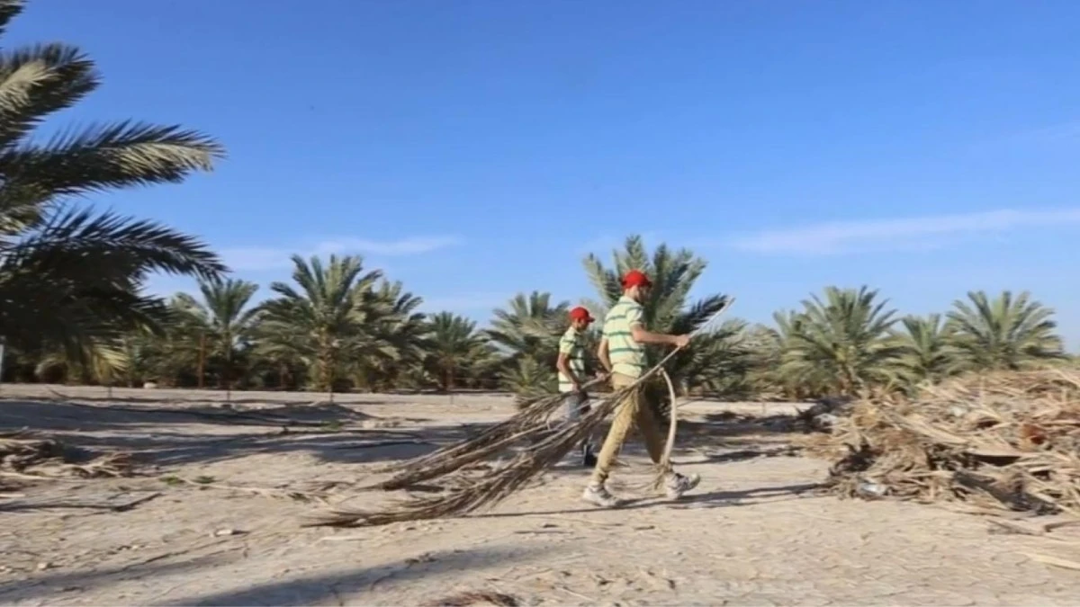 Saudi-Arabien plant widerstandsfähige Holzplatten aus Abfällen von 200 Millionen Palmen