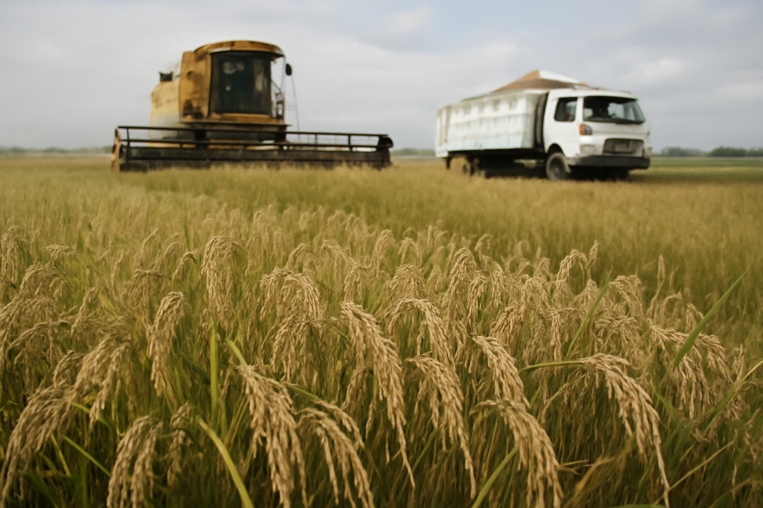Seville Rice Growers Face a 350,000-Tonne Harvest With 40% of Last Crop Unsold
