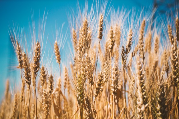 Sicilian durum wheat growers left without promised support in regional budget revision
