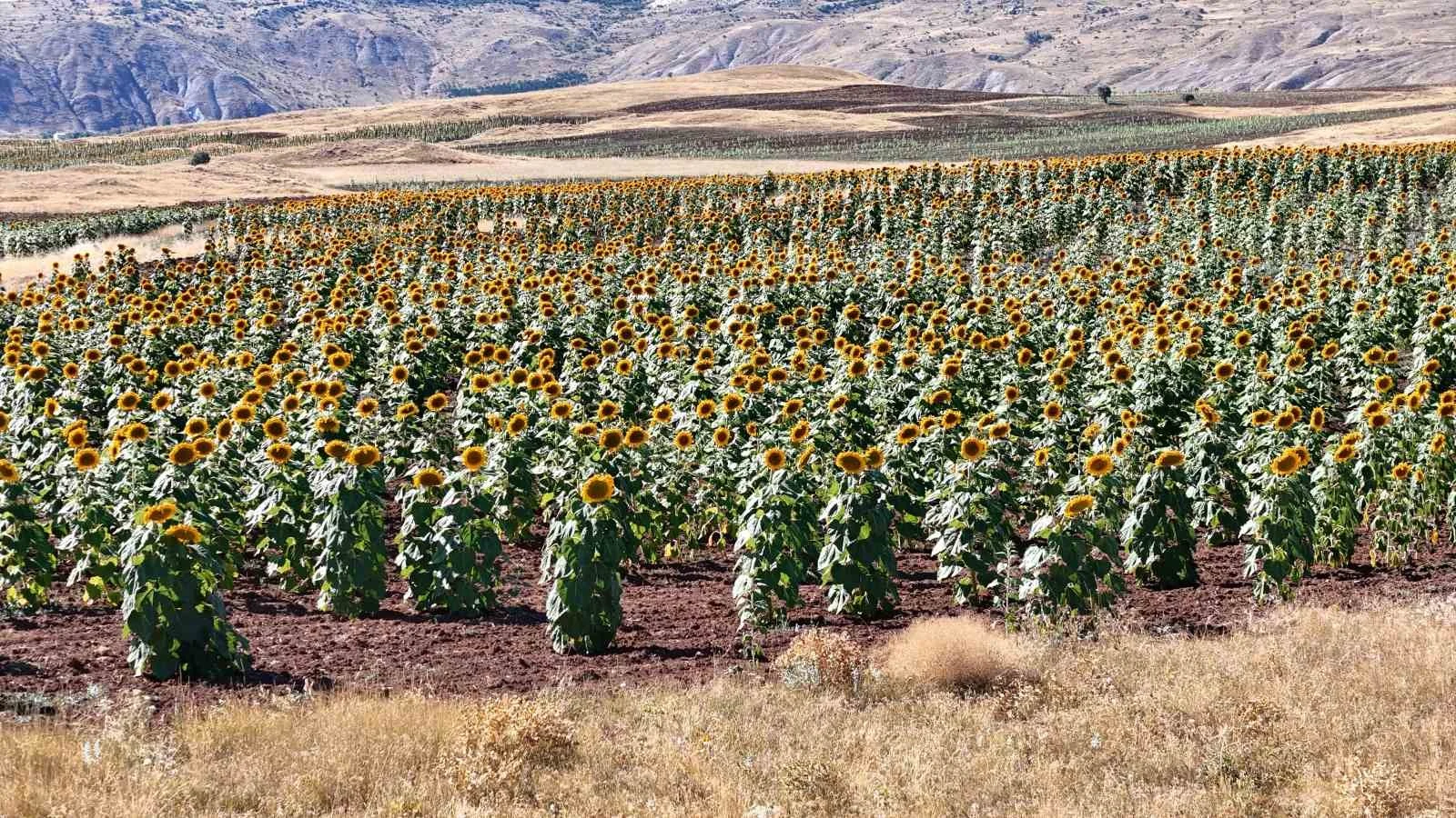 Sivas sunflower area nearly doubles to 190,000 decares in 2026