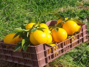 South Africa cuts 2026 citrus export forecast after floods and Middle East disruption