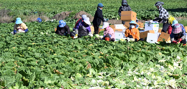 South Korea moves toward CPTPP membership as farmers warn of market-opening risks