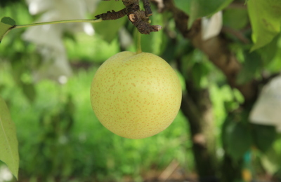 South Korea backs green pear varieties to broaden everyday consumption