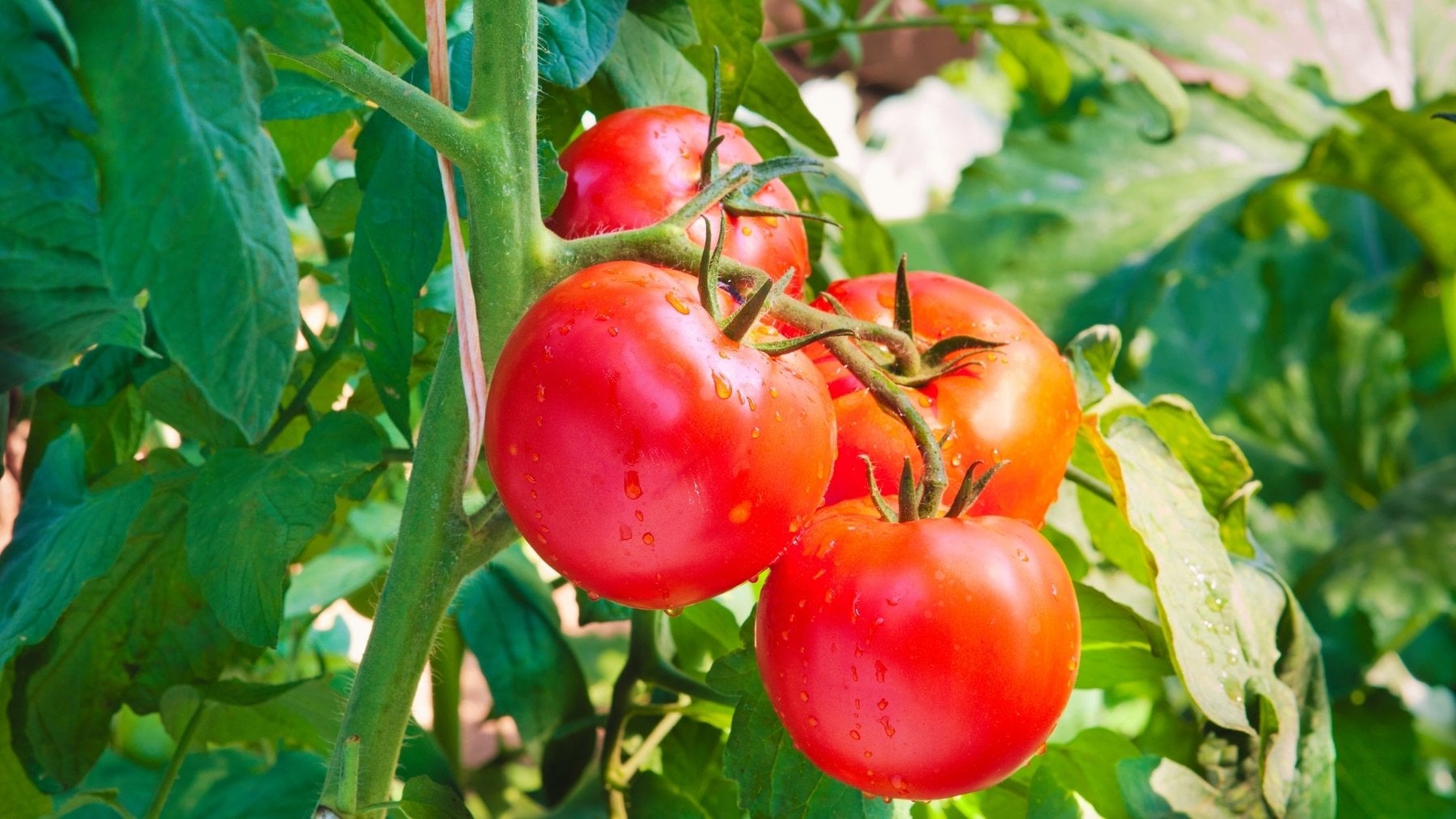 Spain’s Moroccan Tomato Imports Rise as Growers Report 4,000 Hectares Lost