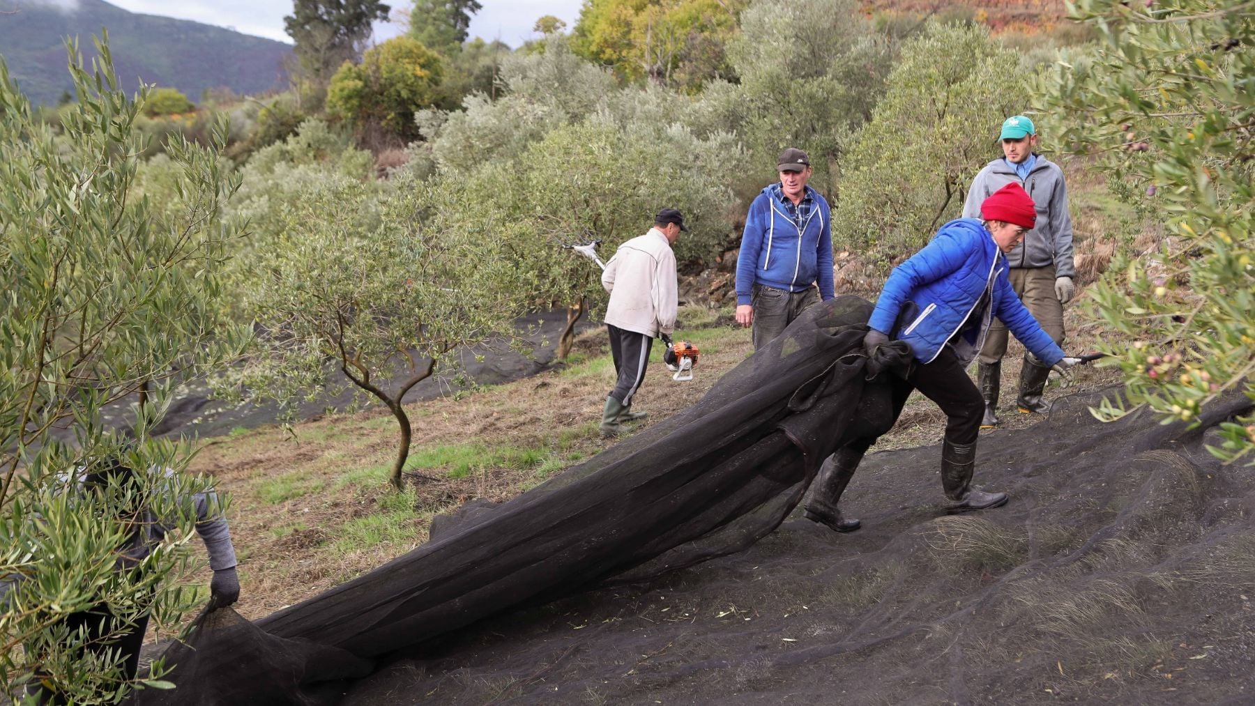 L’Espagne pourrait produire 1,7 milliard de kg d’huile d’olive et alléger les prix en 2027