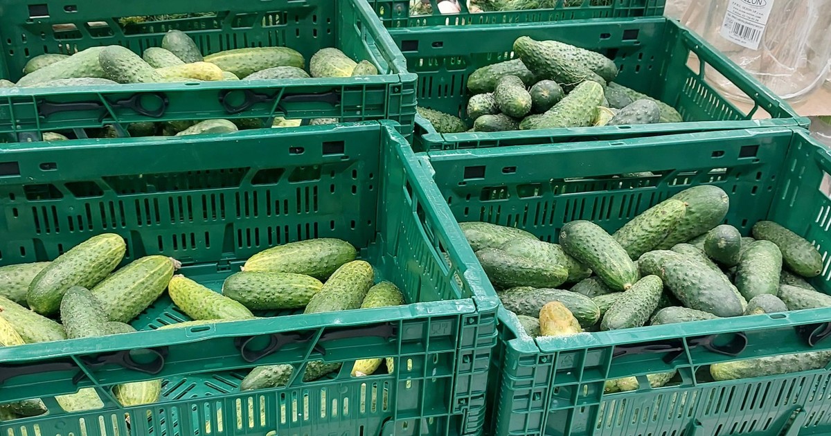 Spain, Romania and Germany Lead Poland’s Cucumber Imports in First Half of 2026