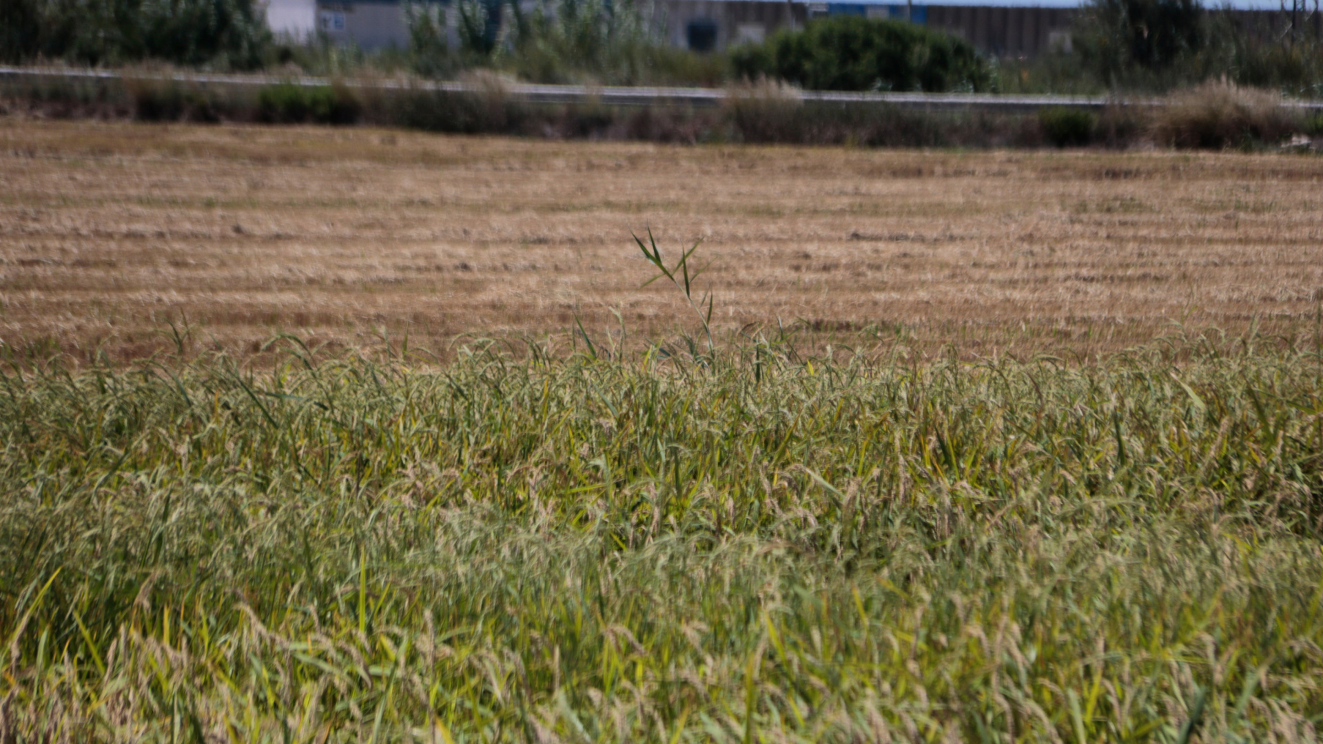 Spanish Rice Growers Warn High Costs and Imports Could Push New Harvest Into Loss