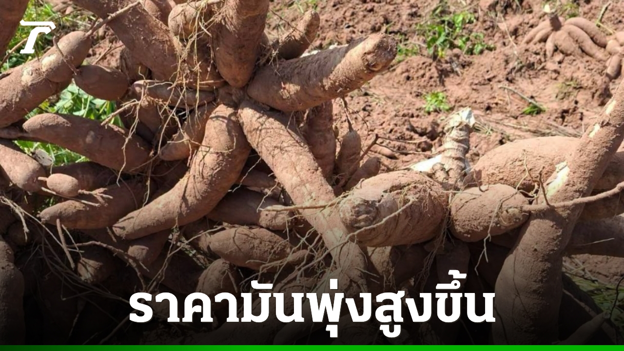 La yuca tailandesa sube a 4,80-5 baht tras el cierre de la frontera con Camboya