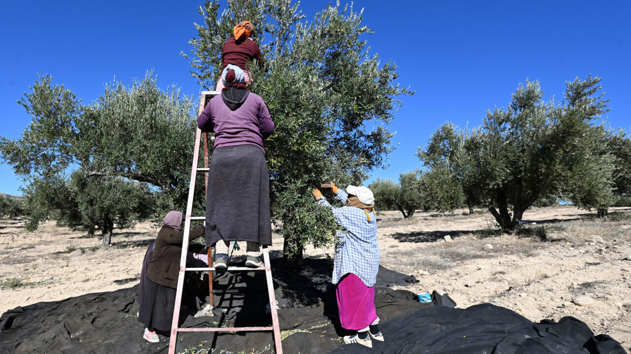 Tunisia’s olive oil export revenue rises 45% as production recovers