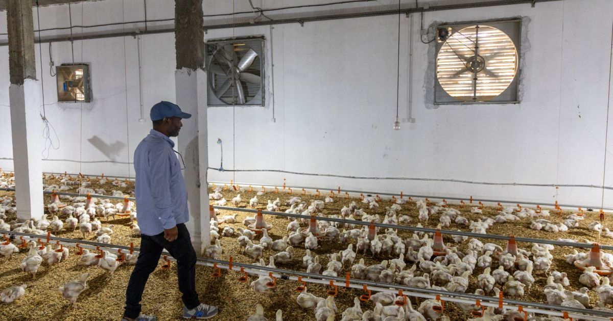 Tunisia’s power outages expose grid fragility as heat hits farms and businesses
