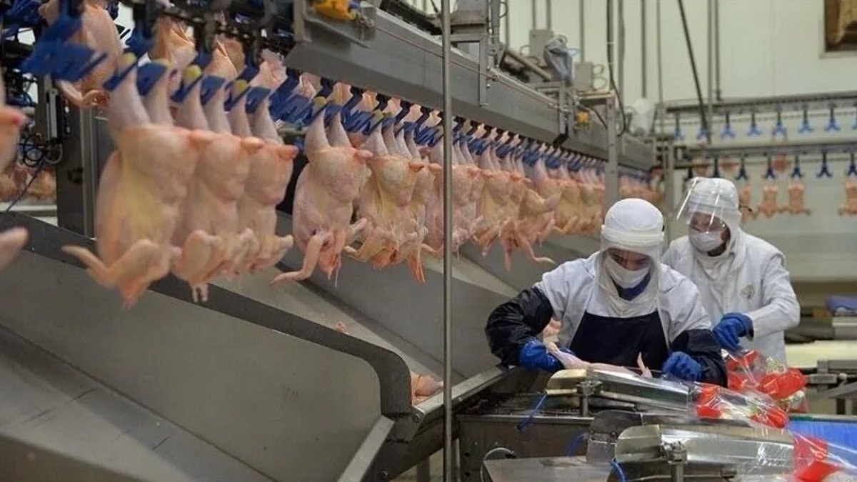 Turkey’s chicken meat output rises 14.7% in June as egg production gains 21%