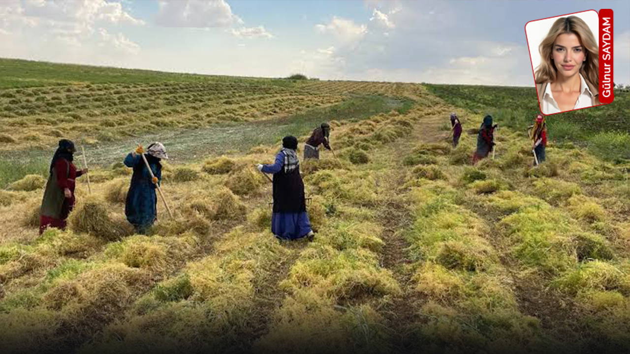 Queda na produção de lentilha amplia dependência da Turquia de importações