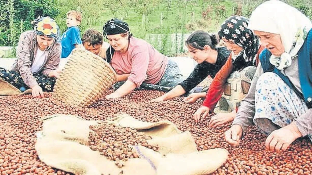 Turkey Maintains Global Hazelnut Lead with 65-70% of Production