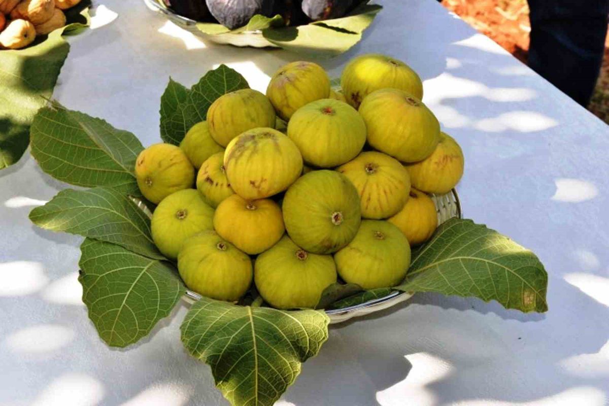 Turkey opens 2026 fresh fig export season with $100 million revenue target