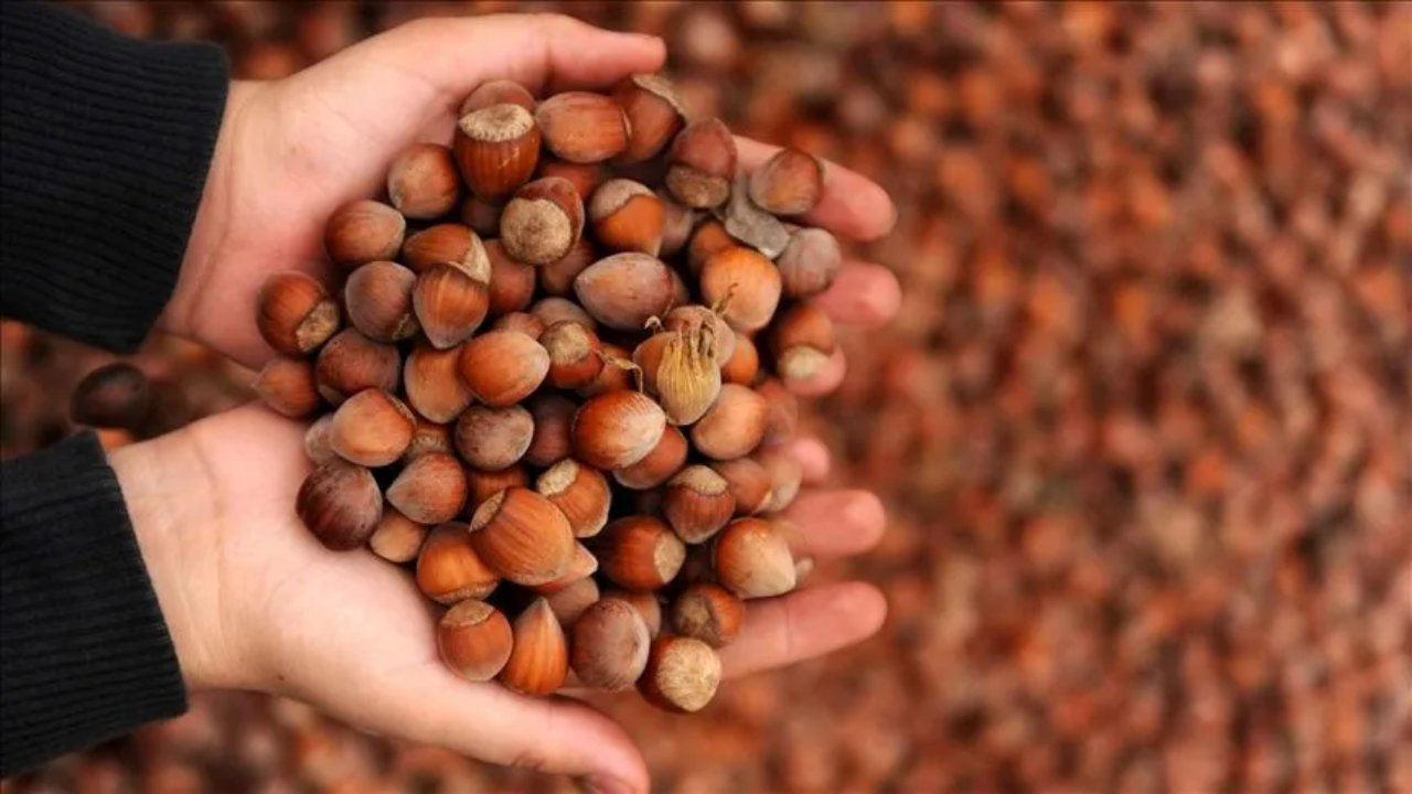 Turkey sets TMO hazelnut purchase prices at 250-255 TL per kilogram for 2026/27