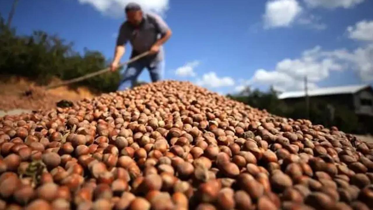 Turkey’s TMO to Open 2026 Hazelnut Purchases at up to 255 Lira per Kilogram