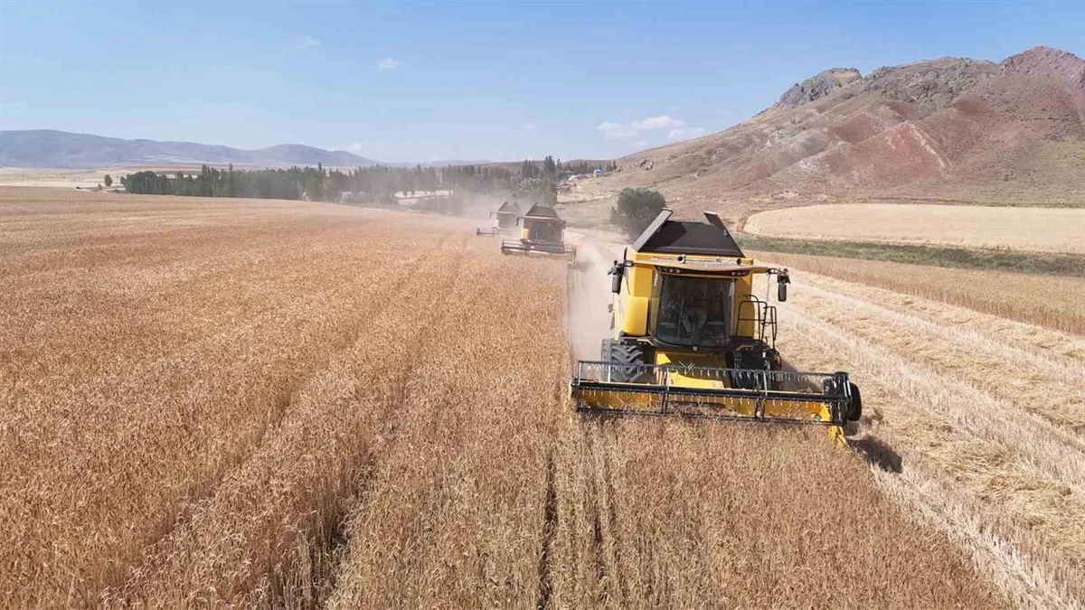 La ferme publique Ulaş prévoit une hausse de 50 % de sa récolte de semences de triticale