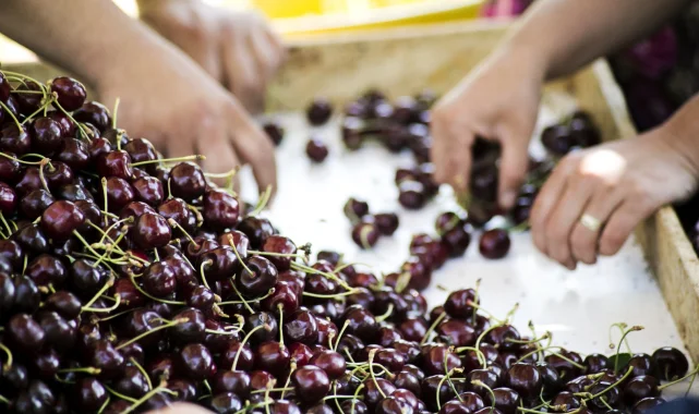 Turkish cherry exports rebound to $235 million after 2025 frost losses