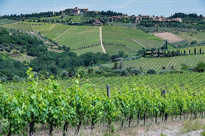 Tuscany cuts 2026 wine yields to manage stocks and support prices