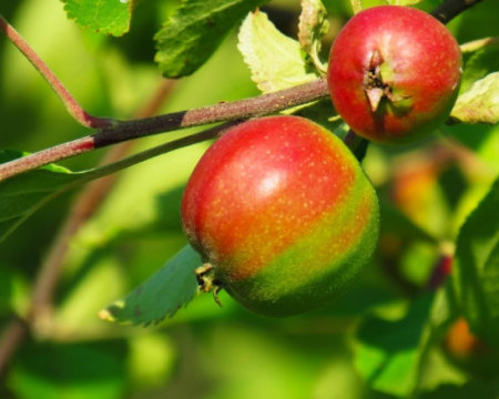 Ukrainian apple growers expect wholesale prices to weaken in early 2027