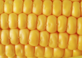 Ukraine’s new-crop corn export bids fall as port attacks curb trading