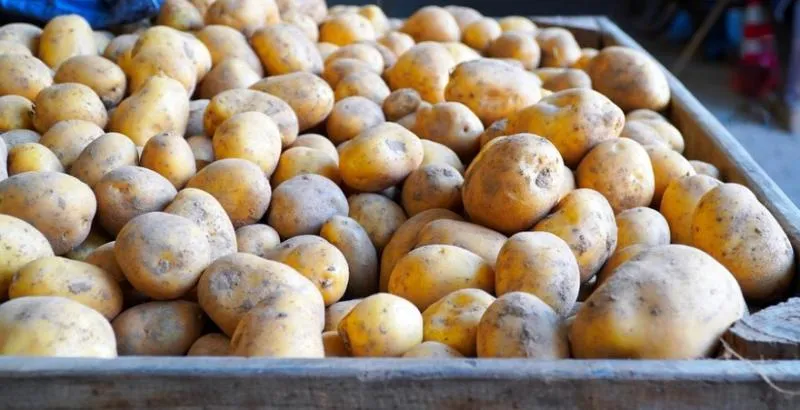 Ukraine’s 2026 potato harvest may fall 30% after prolonged heat