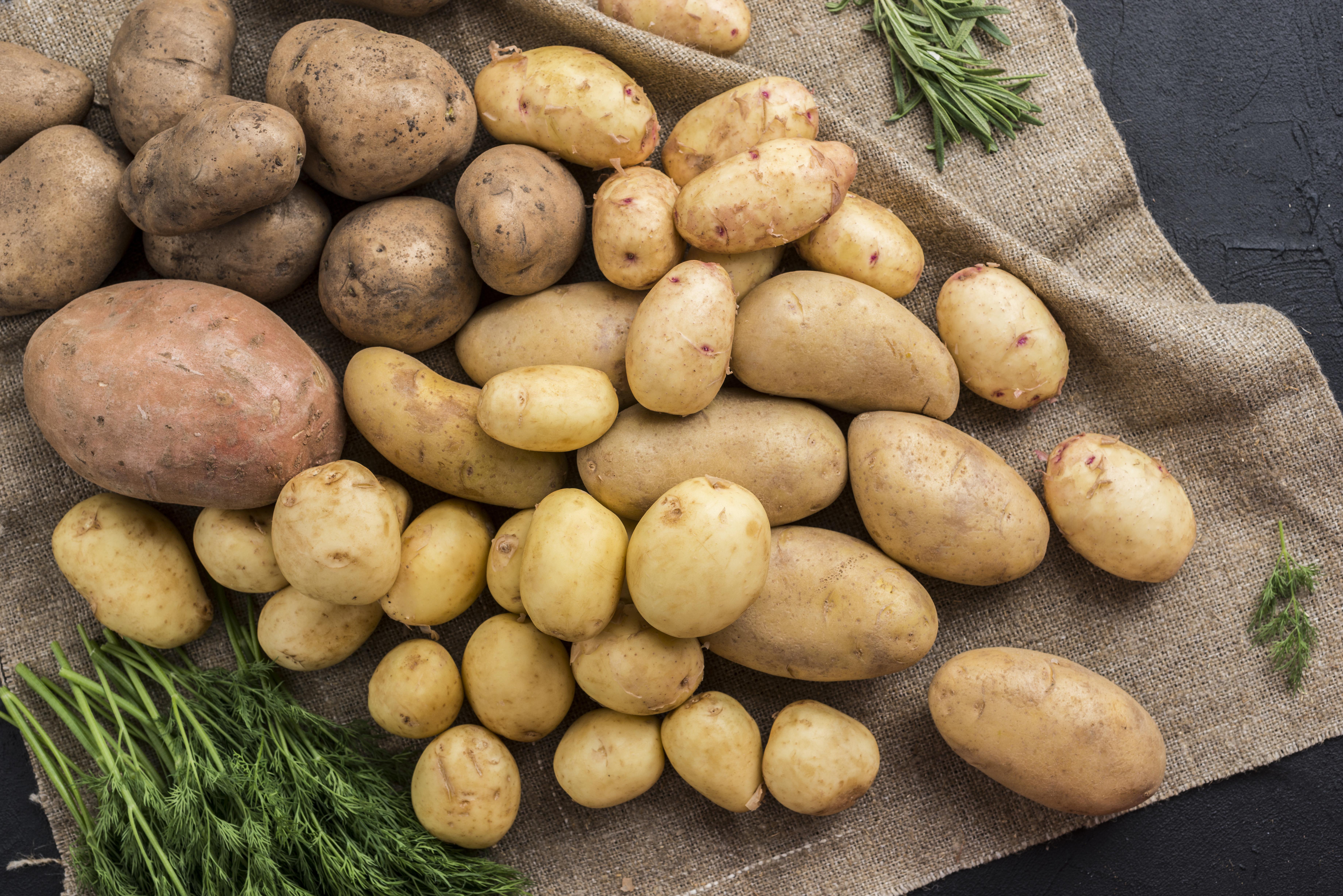 Ucrânia pode enfrentar falta de batata de qualidade e alta de 25–40% no inverno