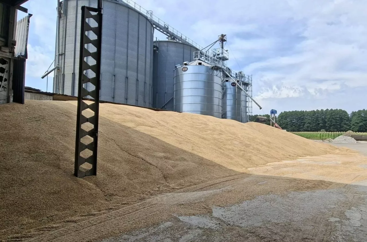 Ukraine raises grain outlook as Russian wheat prices fall and Poland’s harvest accelerates