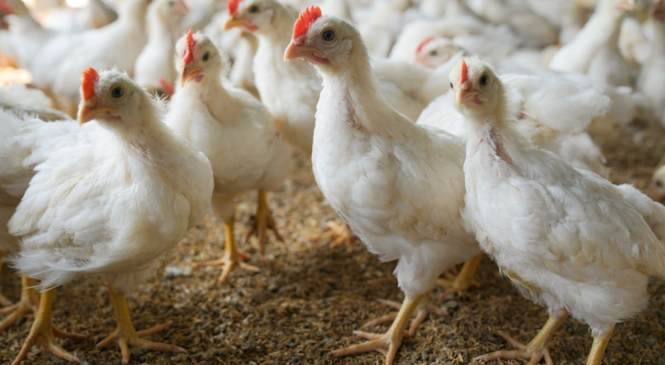 US Chicken Glut Pushes Wholesale Prices Lower as Beef Demand Holds
