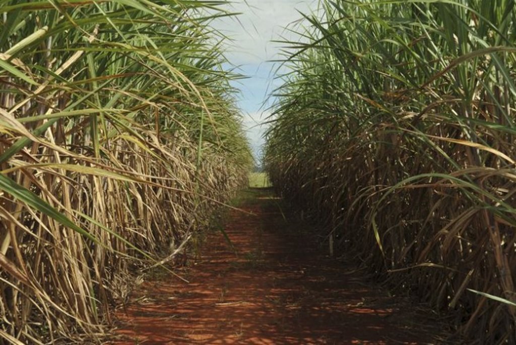 US cuts Brazil’s preferential sugar quota by 35.9% and links restoration to trade talks