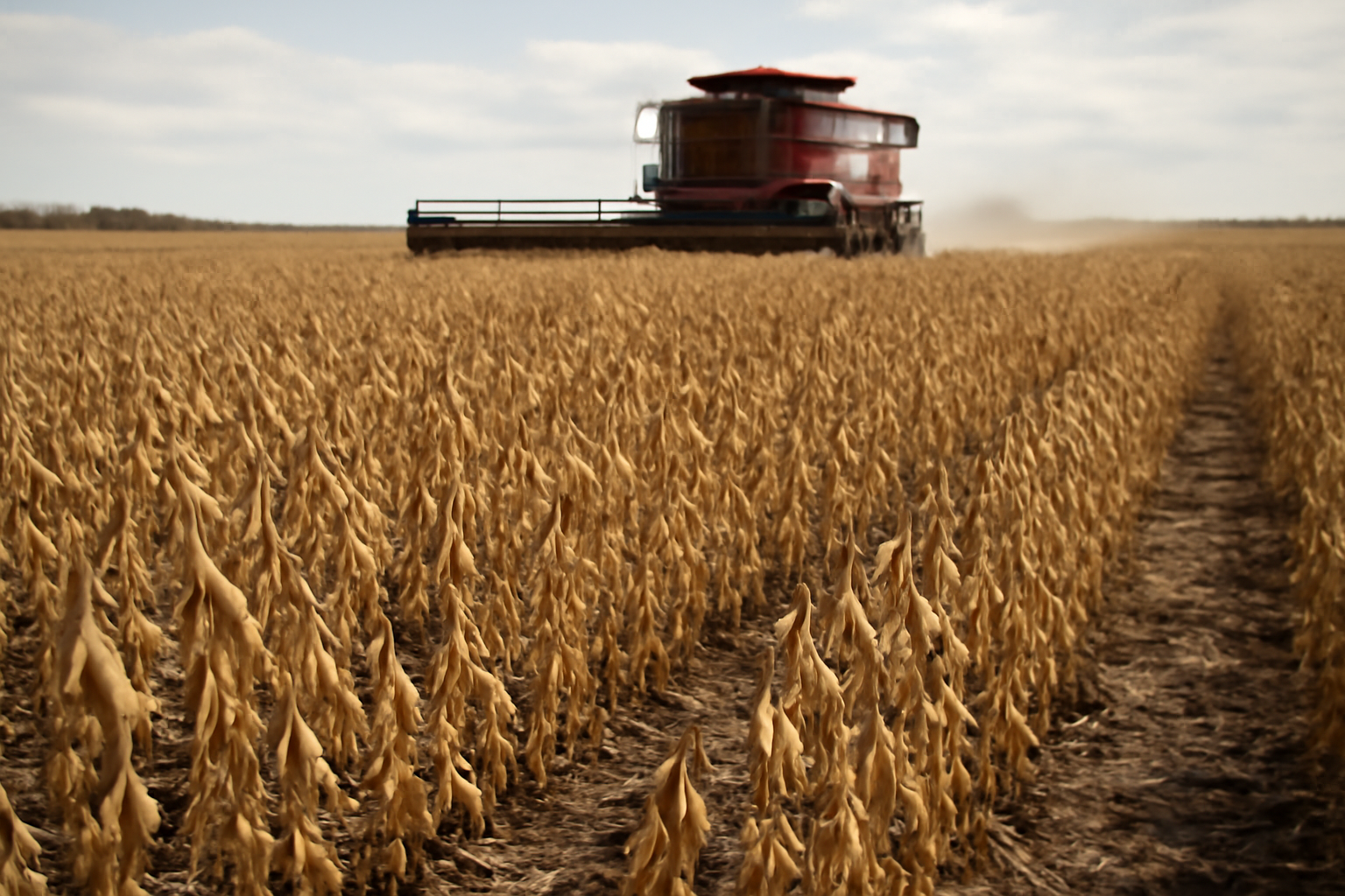 Les surfaces américaines de soja alimentaire non-OGM atteignent 1,8 million d’acres