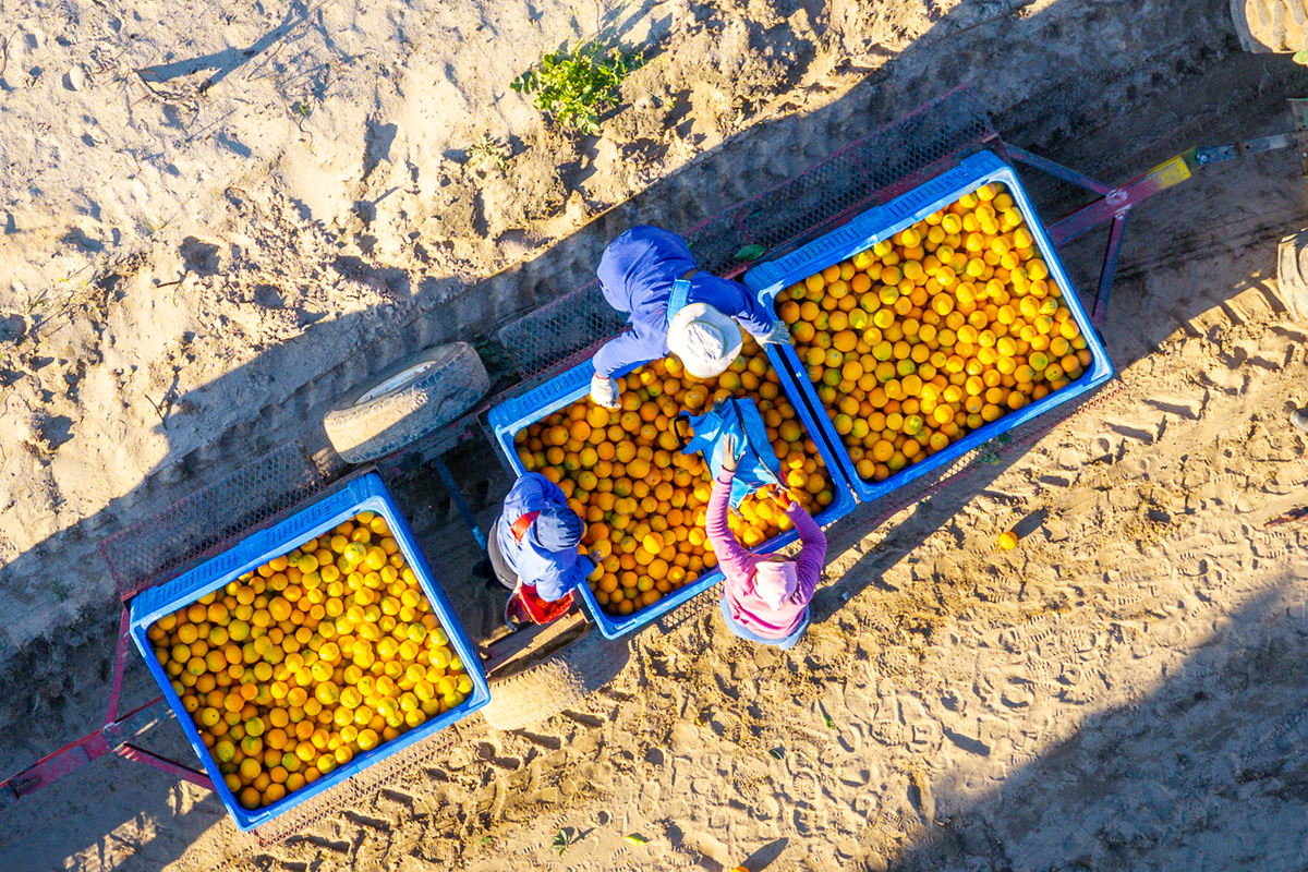 US tariffs raise pressure on South African lemon, mandarin and grapefruit exporters