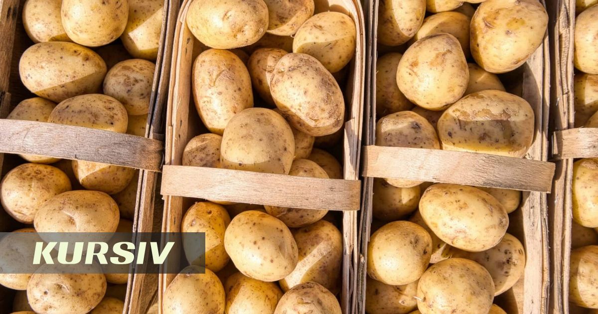 Uzbequistão mira colheita de batata de 4,5 milhões de toneladas