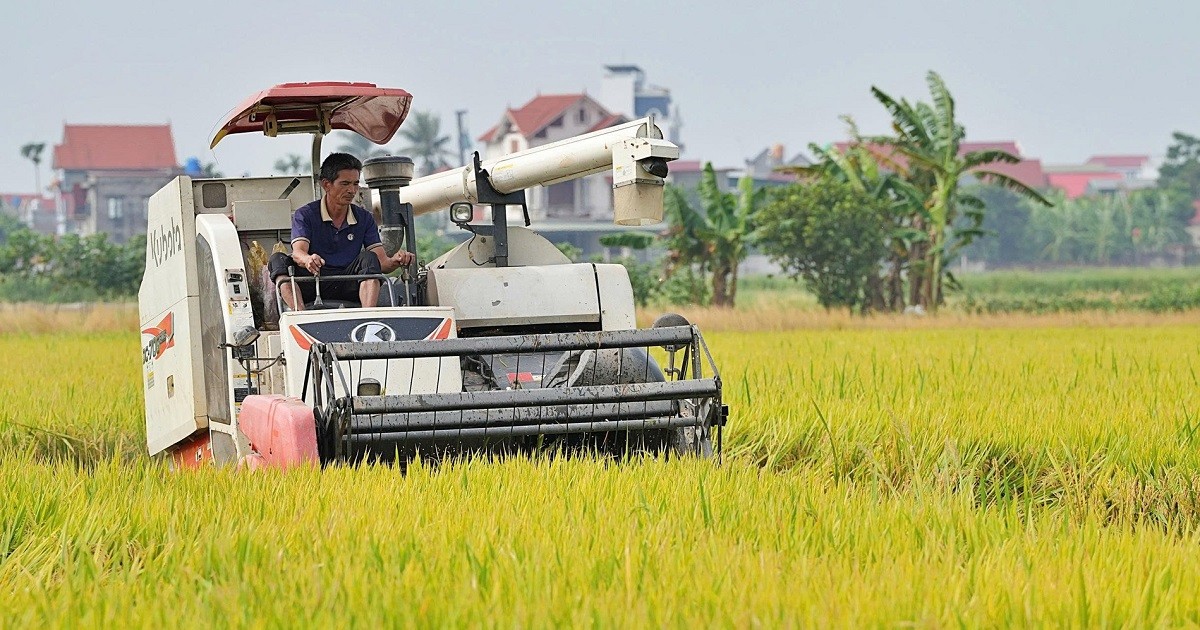 VCCI calls for overhaul of Vietnam’s rice export licensing system