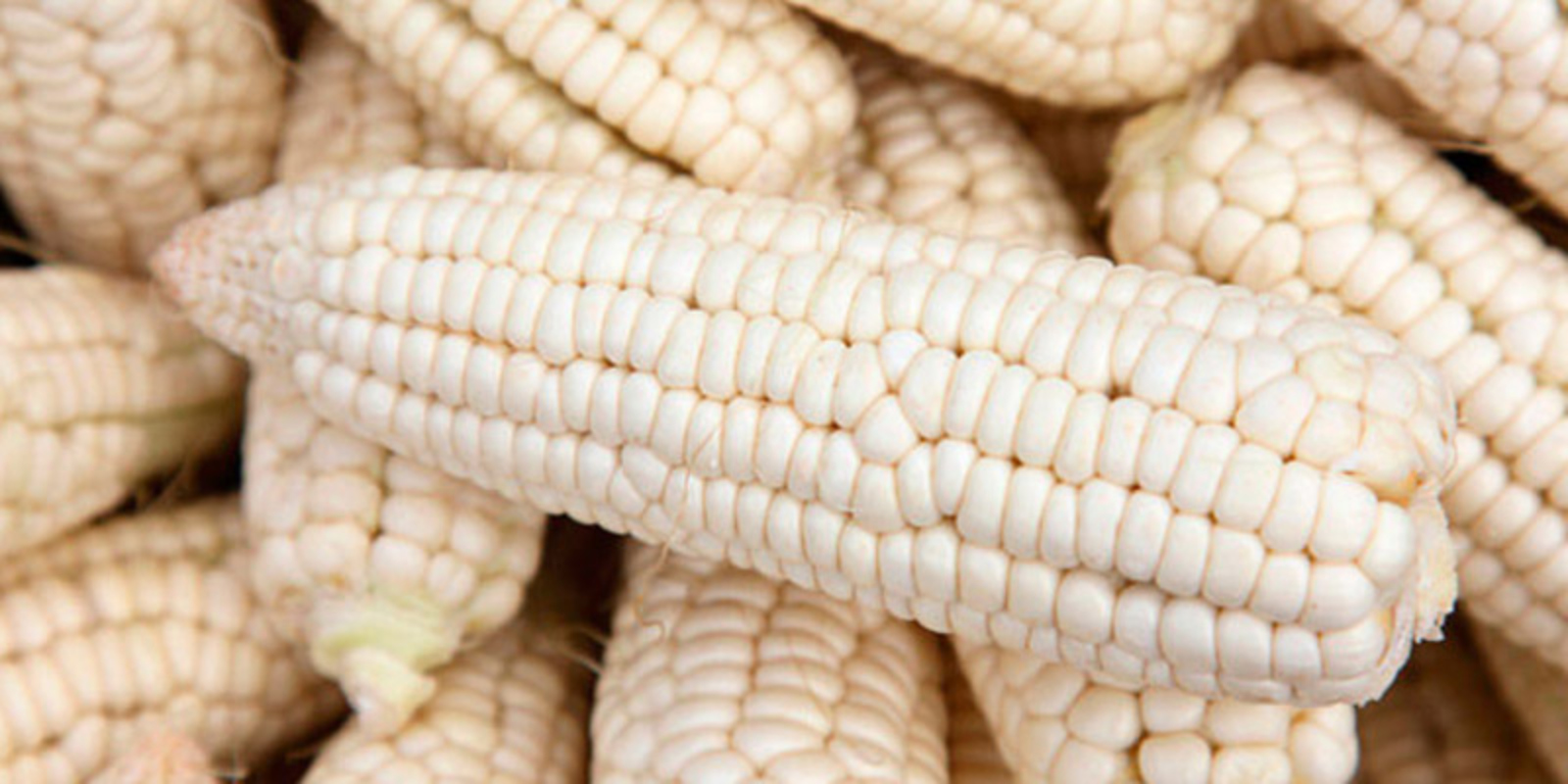 Venezuela’s white corn output exceeds 1 million tonnes after 200,000-hectare planting