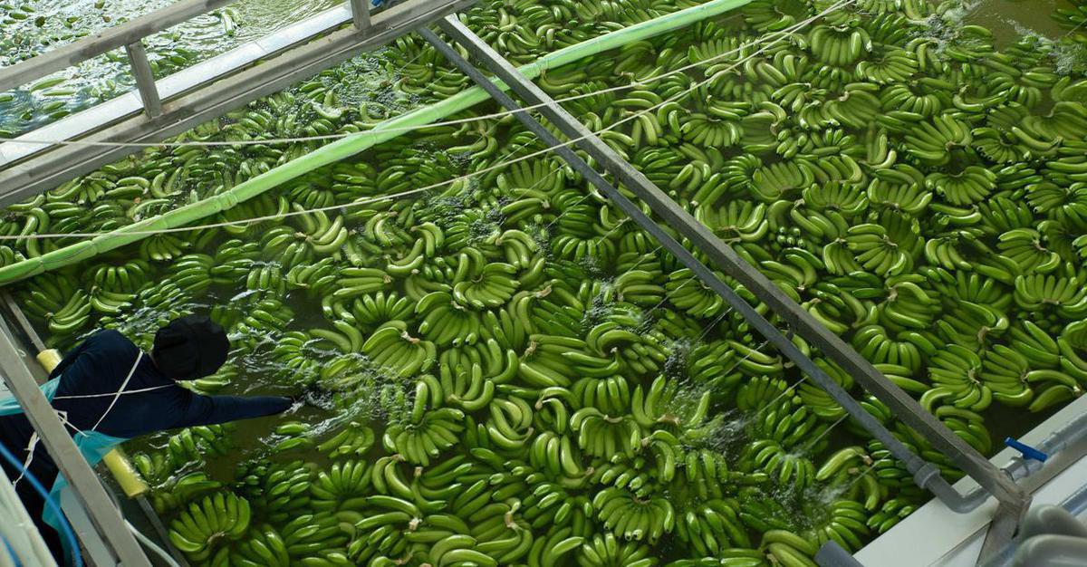 Vietnam’s banana exports rise to second place among fruit shipments