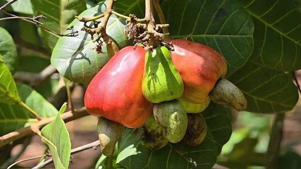 Vietnam’s cashew exports approach $3 billion after seven months