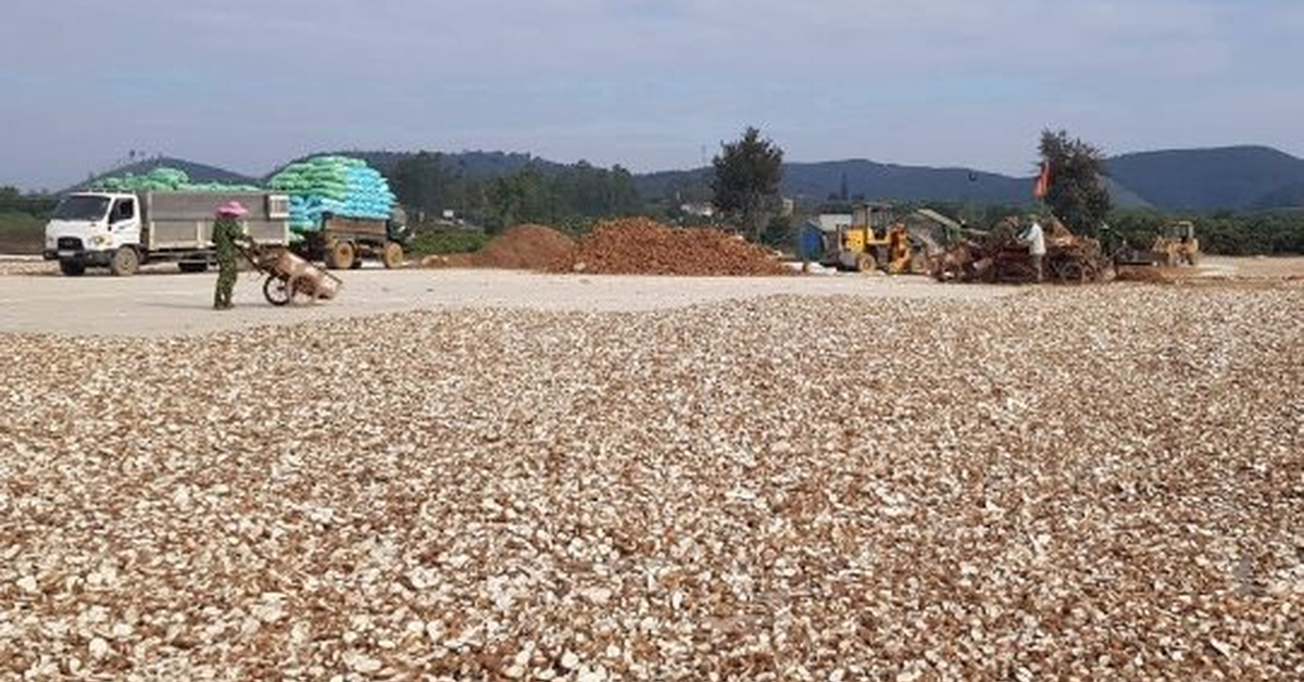 Vietnam’s cassava exports find growth in South Korea as China shipments fall