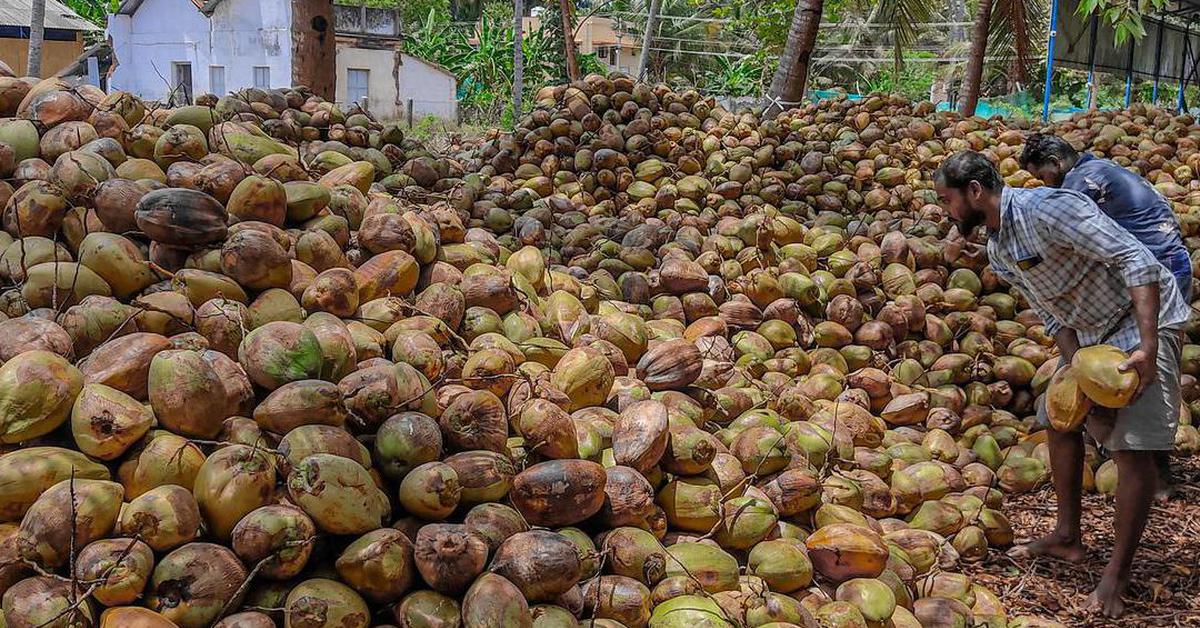 Vietnam’s coconut exports reach $530 million as fresh shipments and processing expand