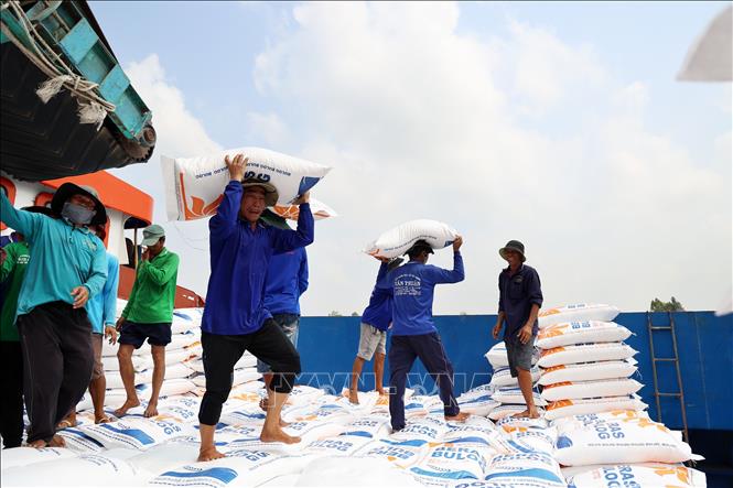 Vietnam coffee prices fall as rice export prices rise on El Niño supply fears