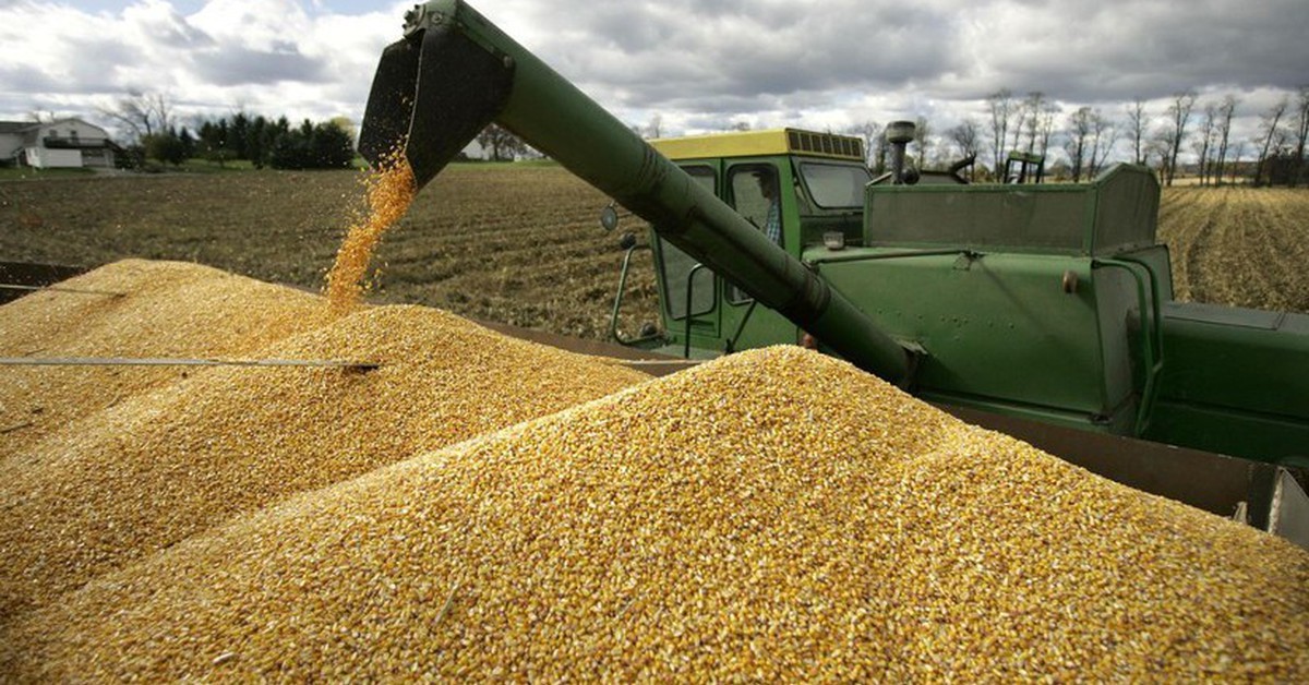 Vietnam’s corn imports reach 8.2 million tonnes as Indian supply surges