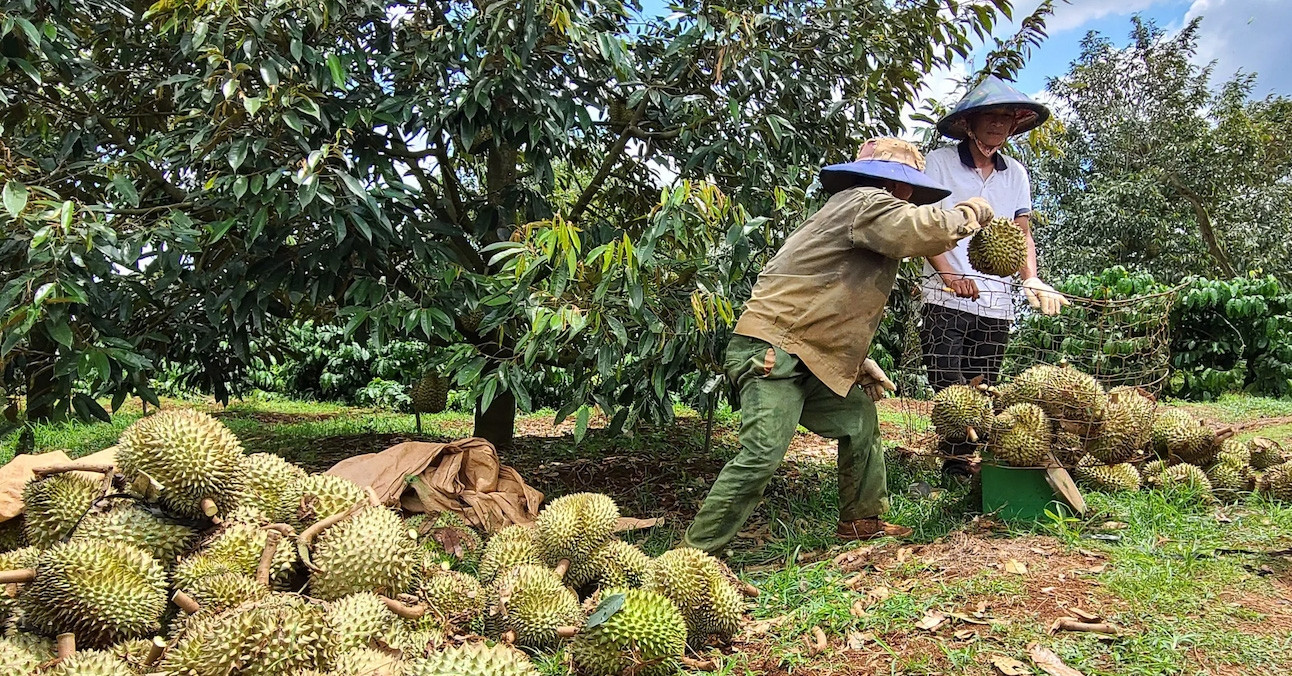 Vietnam’s durian crop reaches record 2.08 million tons as oversupply risk grows