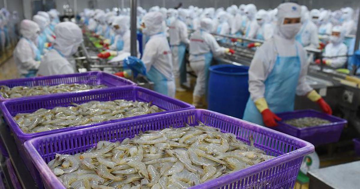 Vietnamese frozen shrimp faces combined US tariffs of nearly 30%, VASEP warns