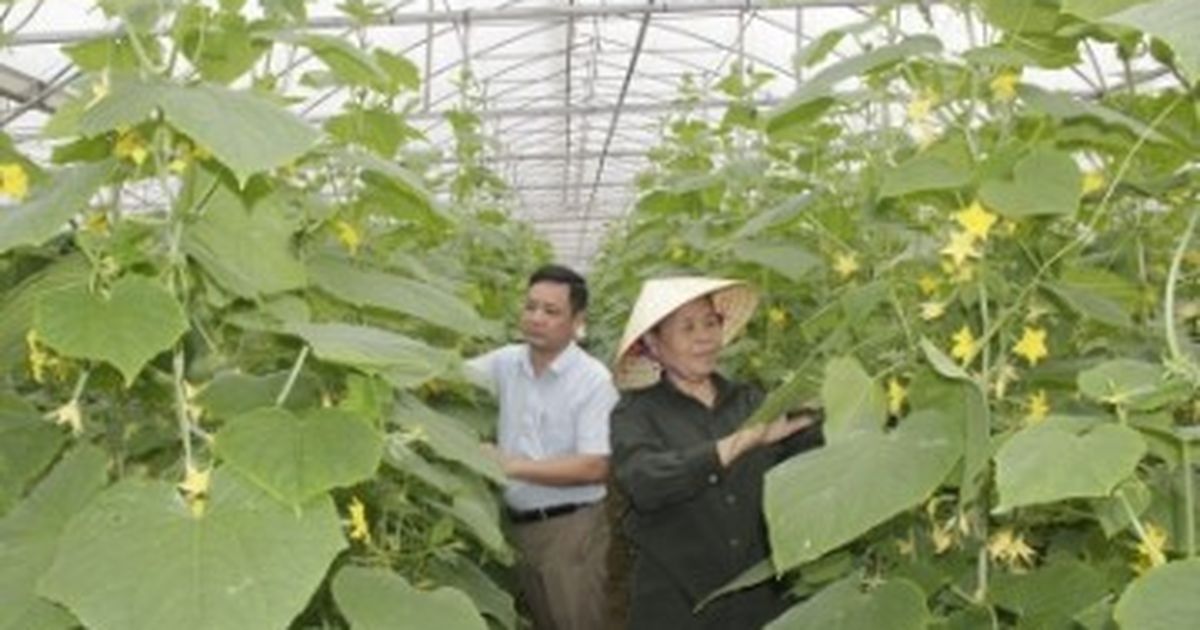 Vietnam’s monthly fruit and vegetable exports exceed $1 billion for first time