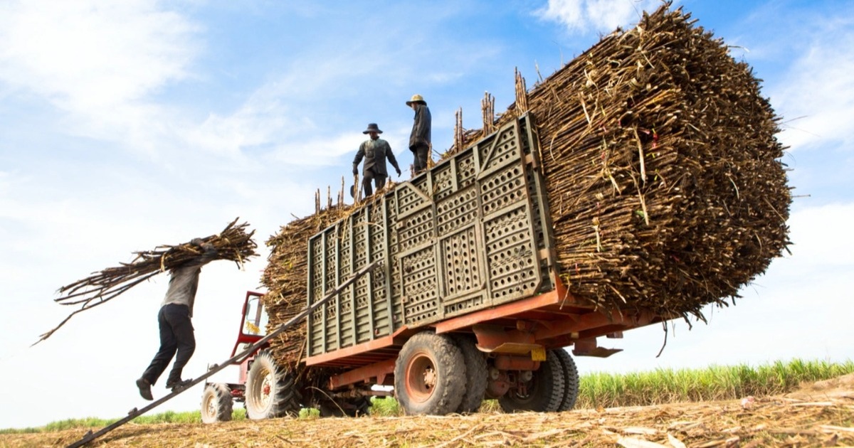 Vietnam’s July sugar price remains the lowest among major regional producers