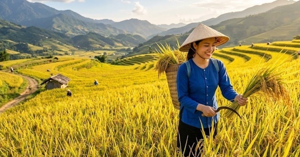 Vietnam paddy prices rise as export rice quotes diverge by grade