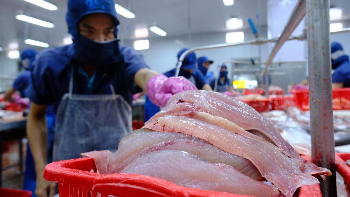 Vietnamese pangasius exports shift toward China as US tariffs rise