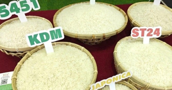 Vietnam’s rice export price reaches 19-month high as harvest delays tighten supply