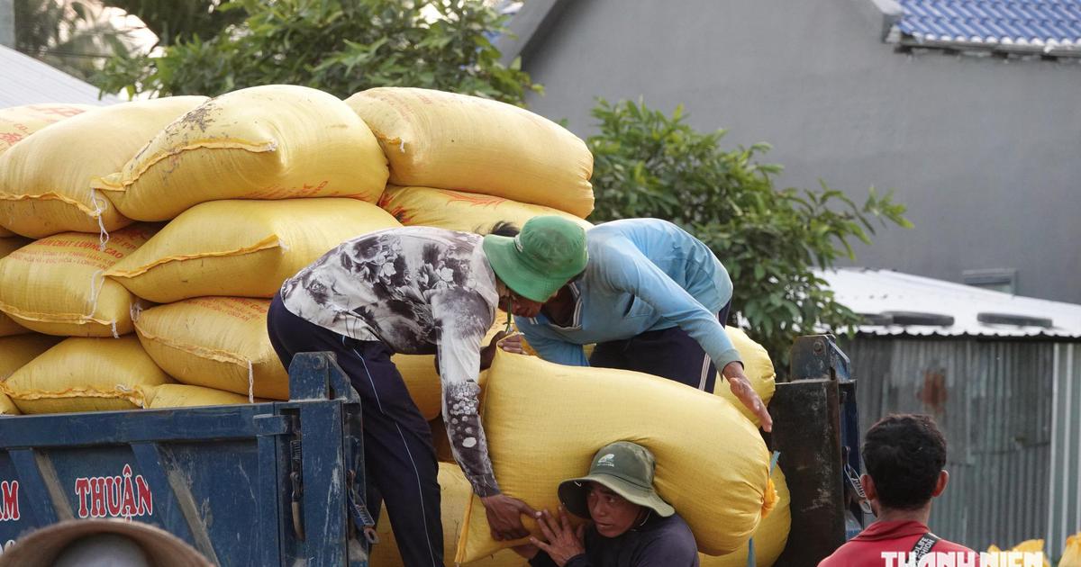 Vietnam imported 2.785 million tonnes of rice and paddy for $0.8 billion in the first half of 2026